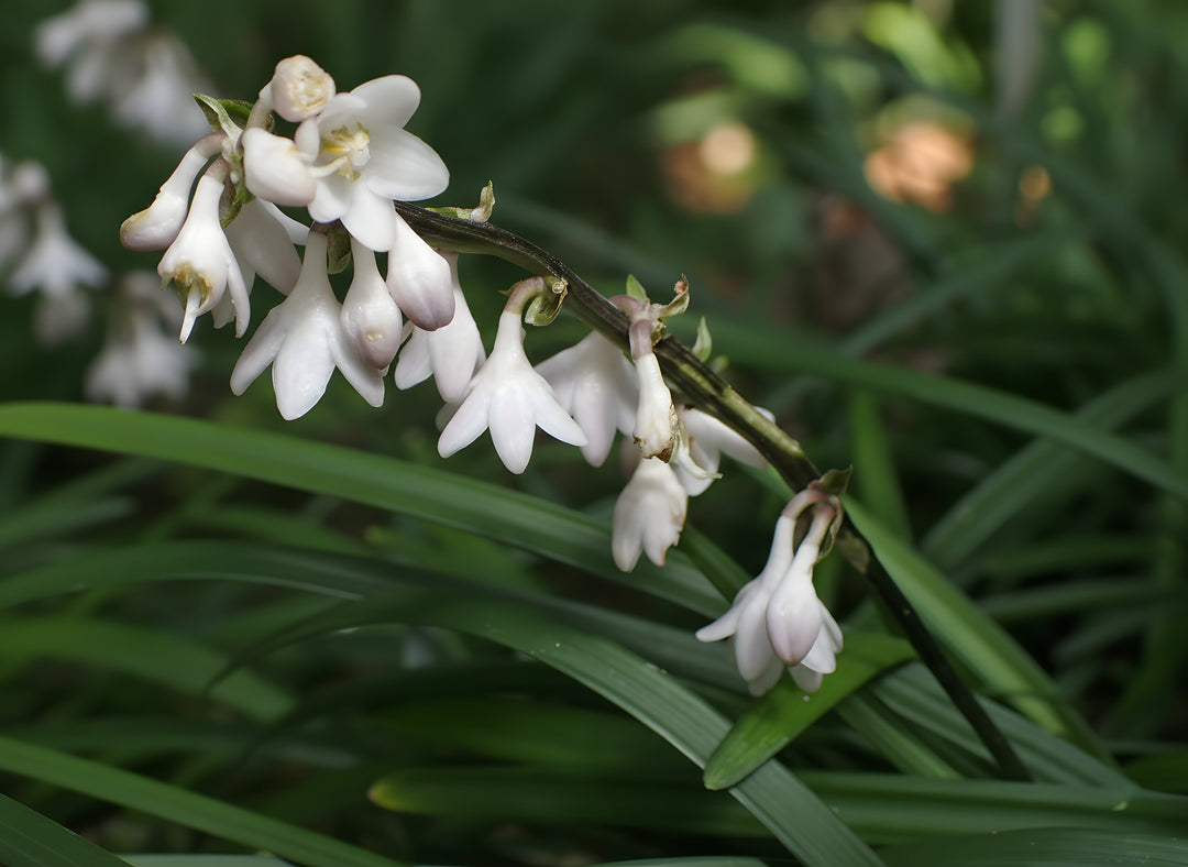 Ophiopogon Japonicus 10 Pack for sale Adelaide Plant Co