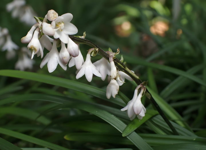 Ophiopogon Japonicus 10 Pack for sale Adelaide Plant Co