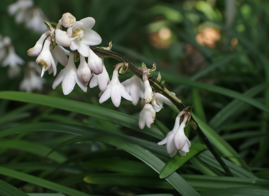 Ophiopogon Japonicus 10 Pack for sale Adelaide Plant Co