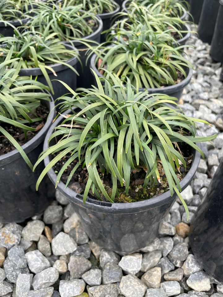 Ophiopogon Japonicus 140mm Pot for sale Adelaide Plant Co