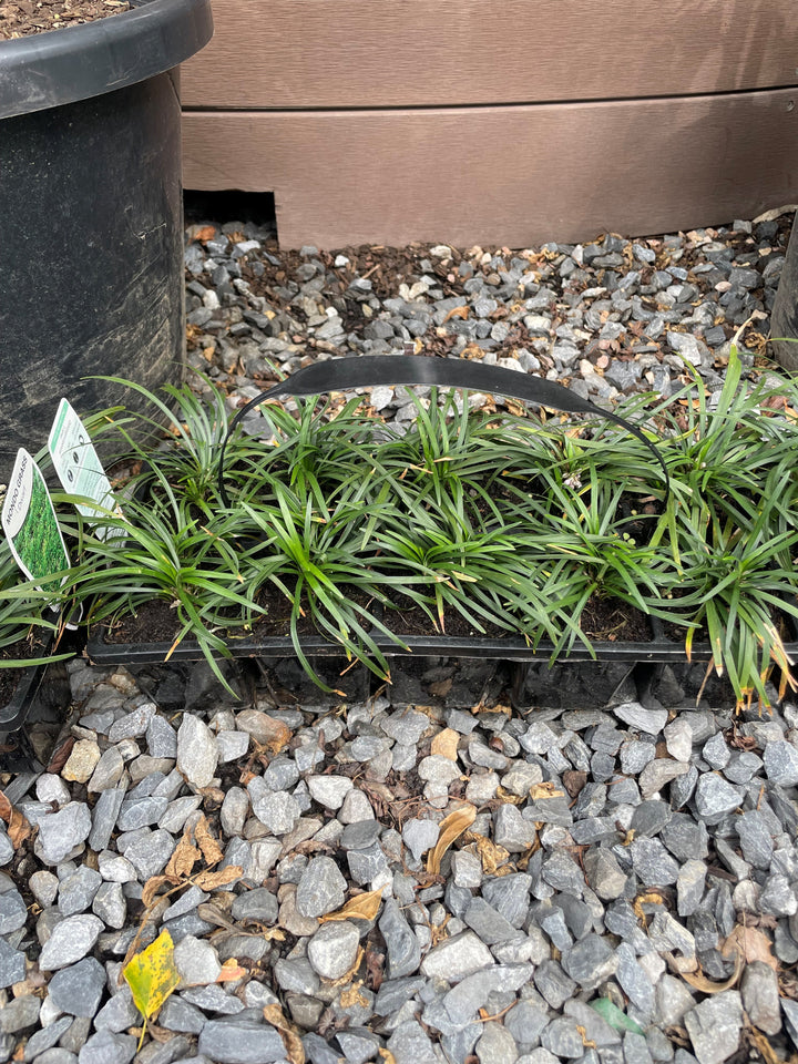 Ophiopogon Japonicus Dwarf 140mm Pot for sale Adelaide Plant Co