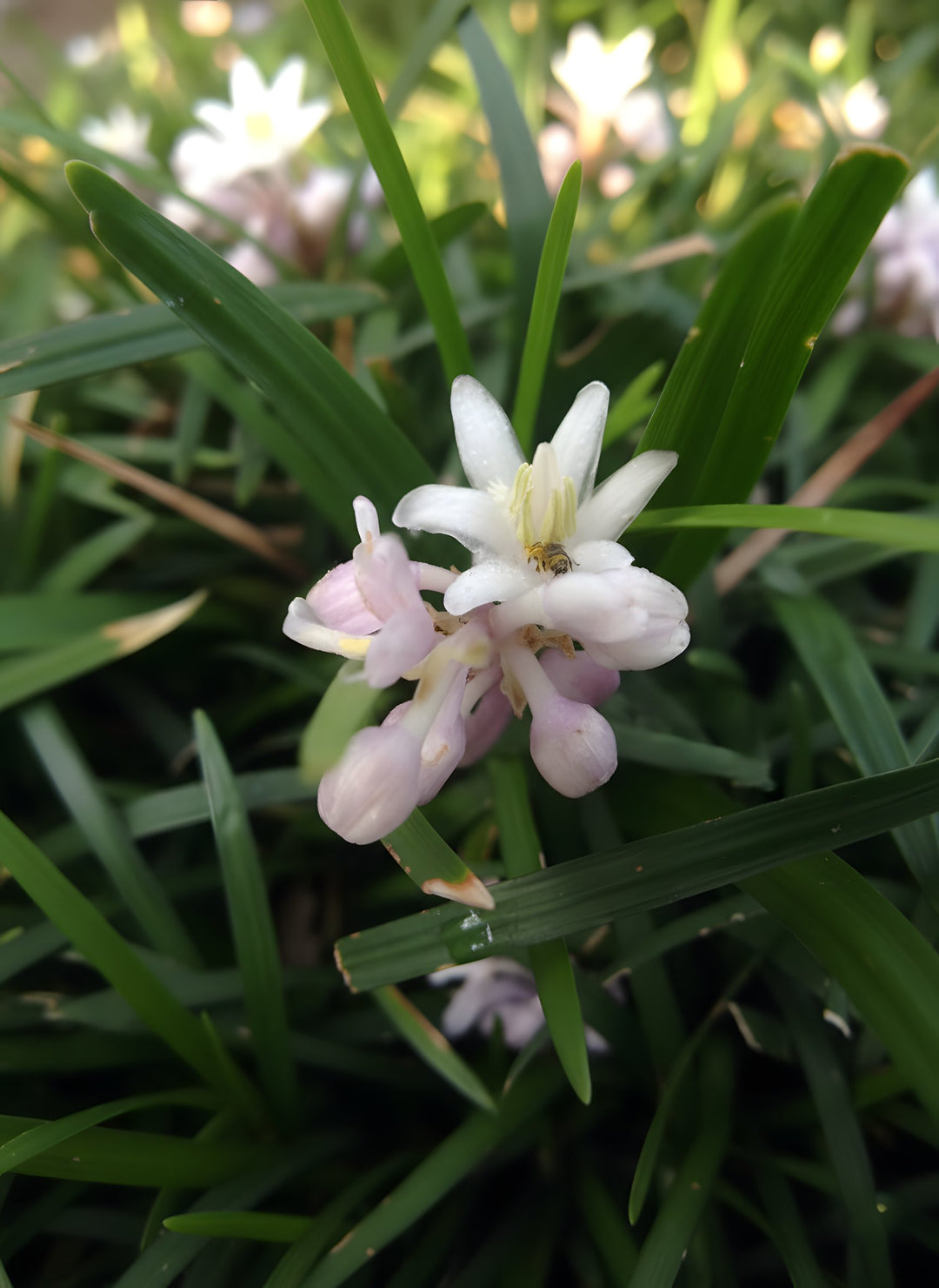 Ophiopogon Japonicus Dwarf 10 Pack for sale Adelaide Plant Co