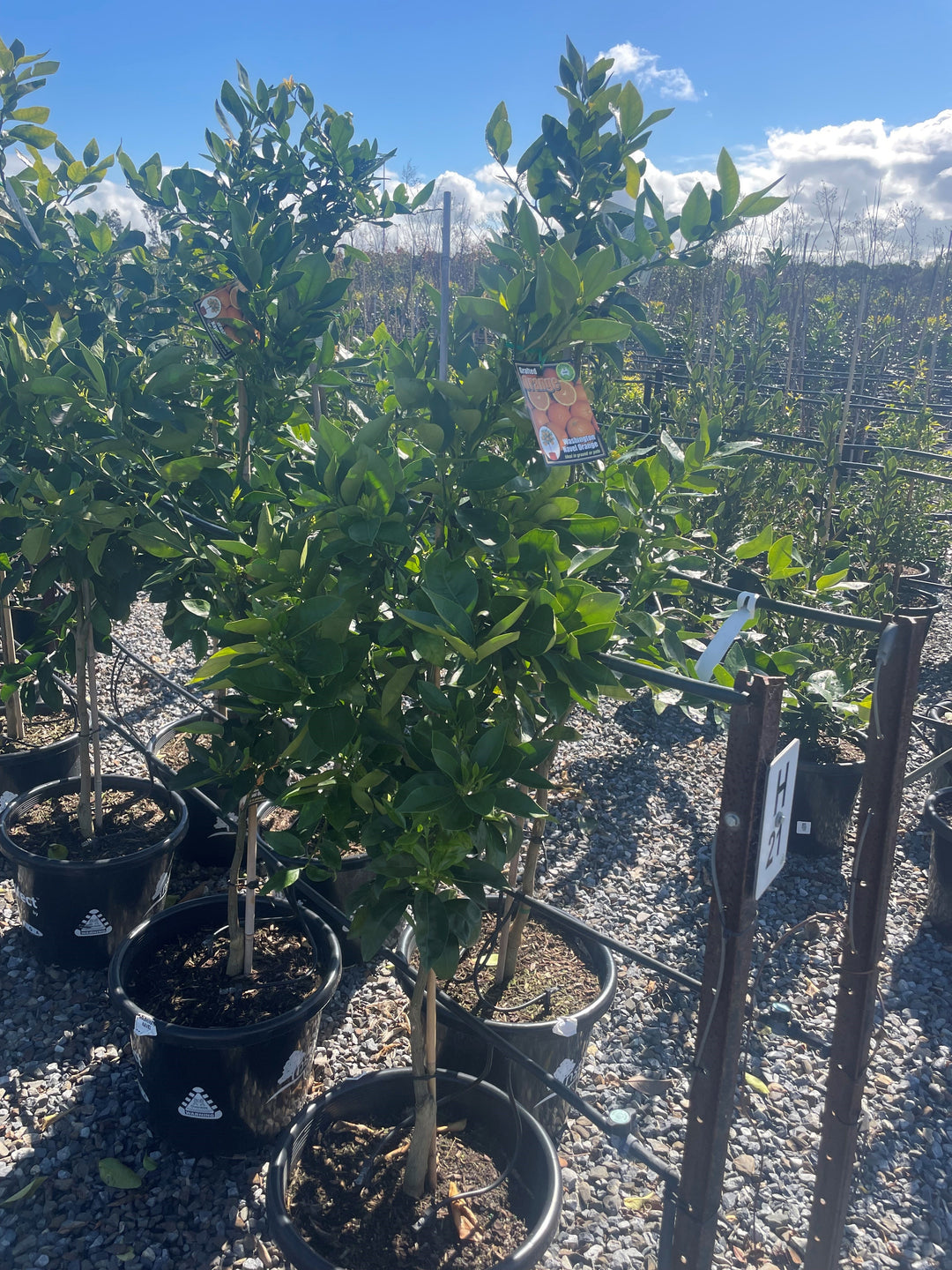ORANGE / Citrus sinensis &