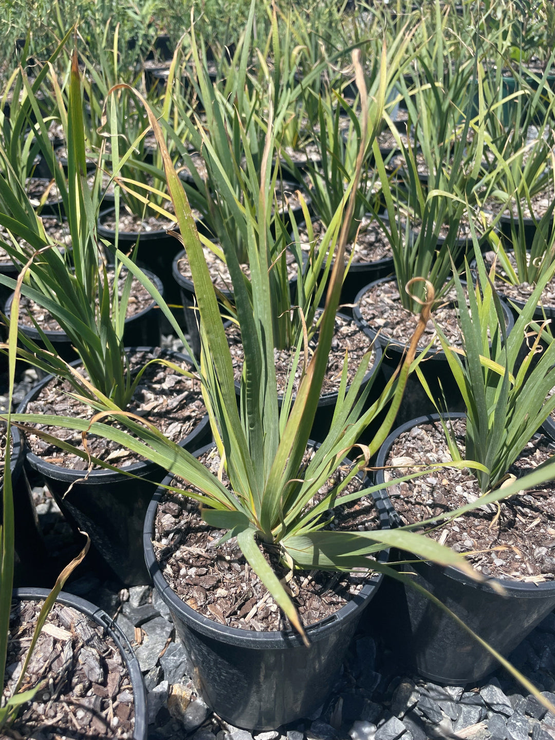 Orthrosanthus multiflorus for sale Adelaide Plant Co