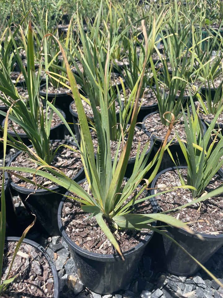 Orthrosanthus multiflorus for sale Adelaide Plant Co