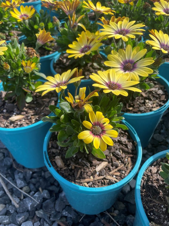 Osteospermum Ecklonis &