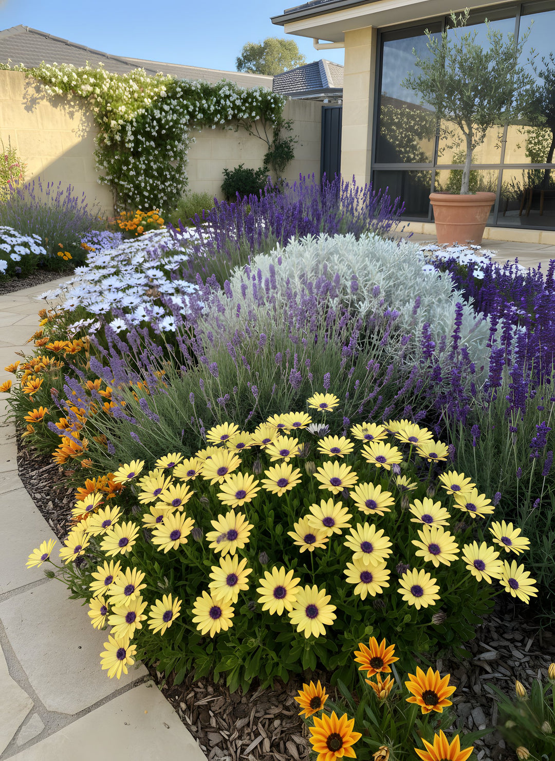Osteospermum Ecklonis &