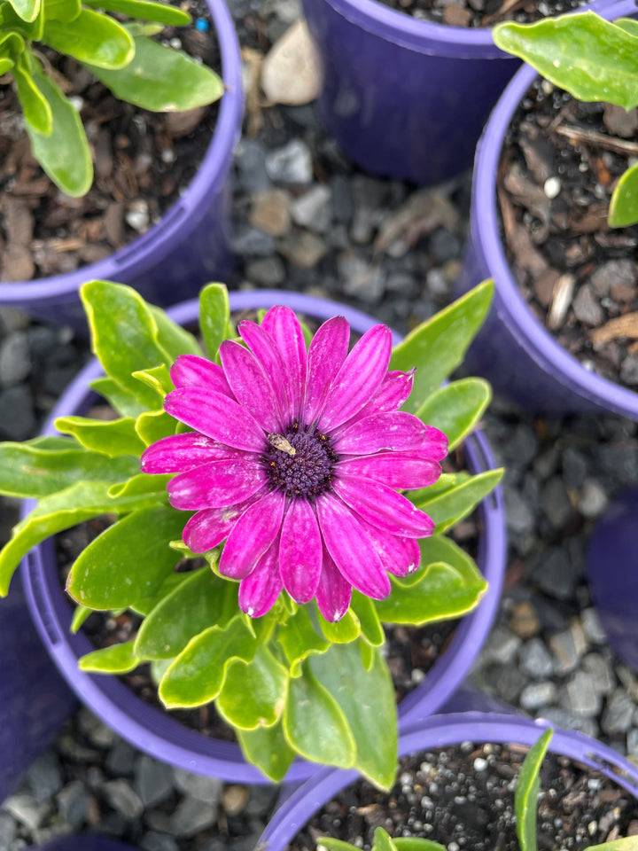 Osteospermum Ecklonis &