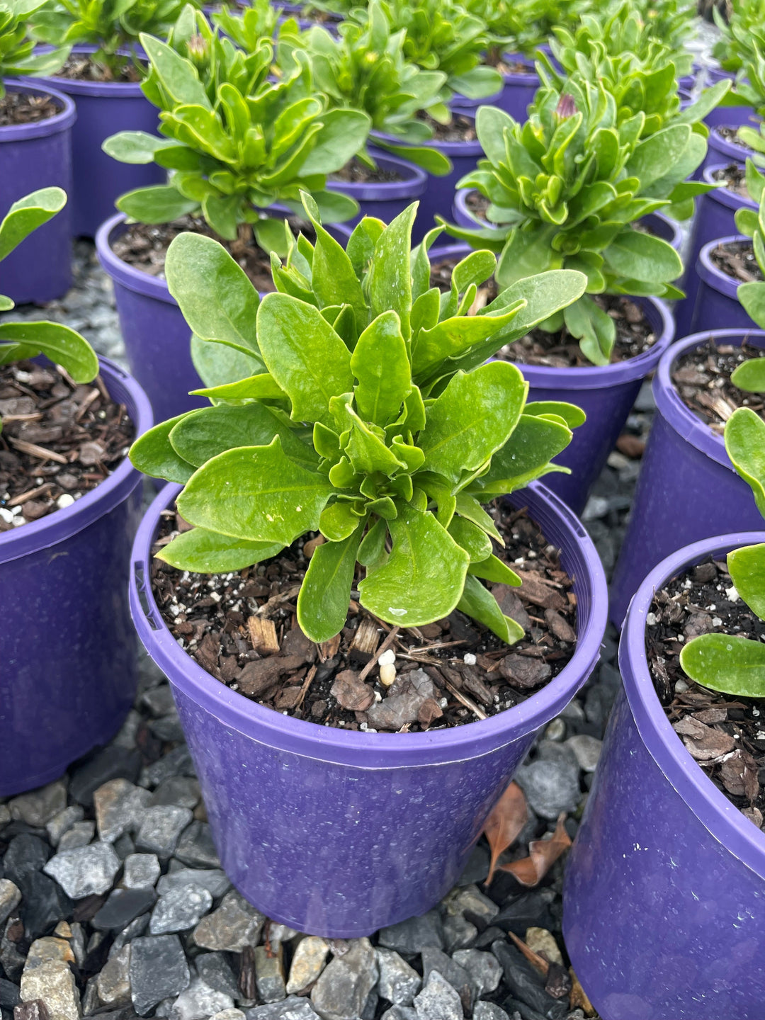 Osteospermum Ecklonis &