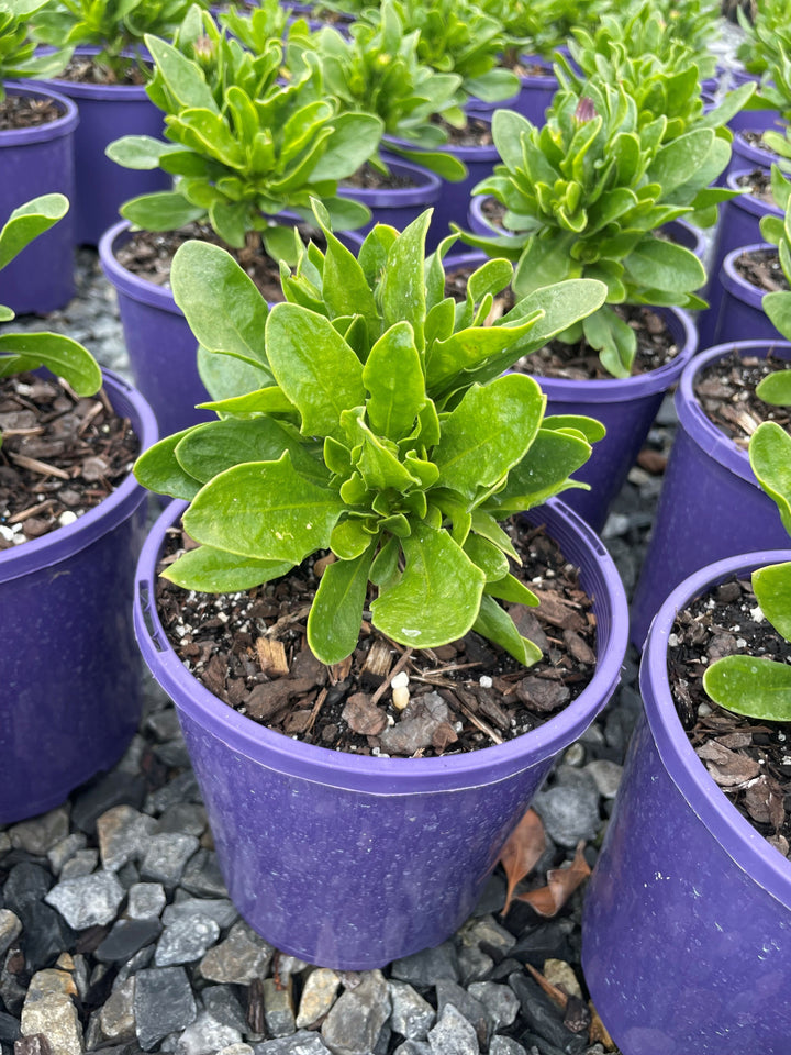 Osteospermum Ecklonis &