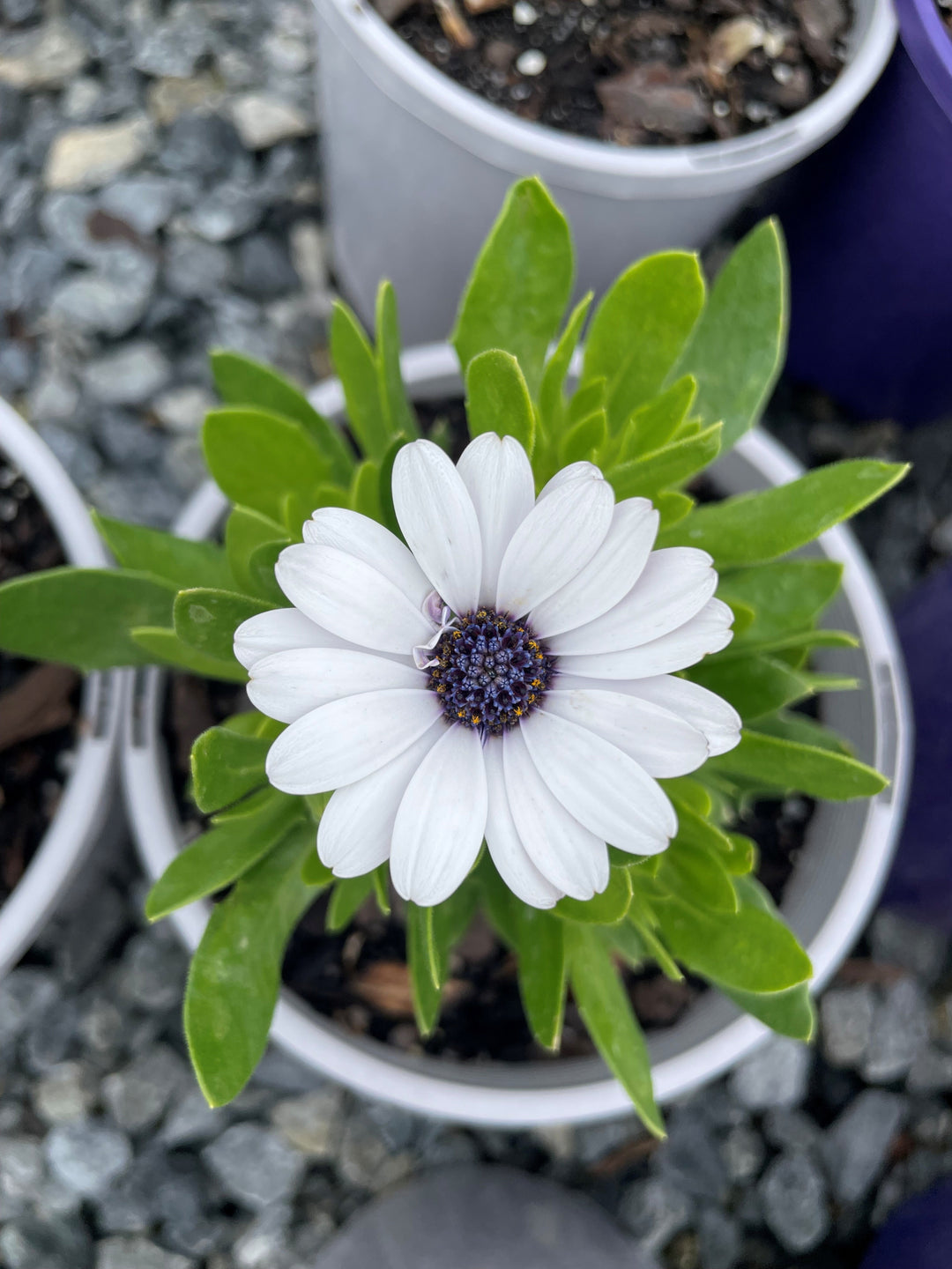 Osteospermum ecklonis 'Serenity White' 140mm Pot for sale Adelaide Plant Co