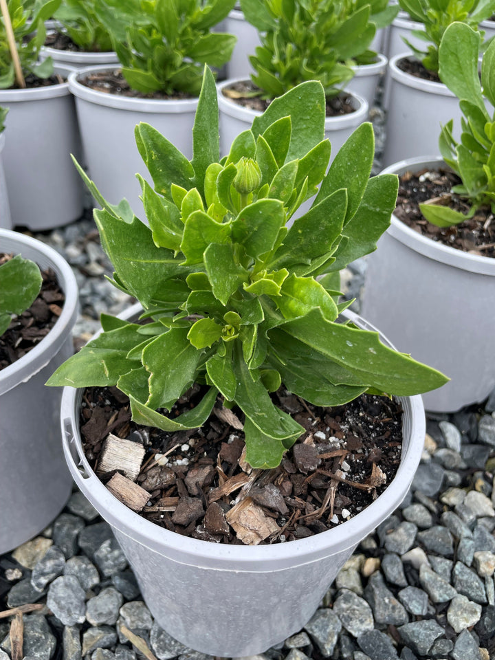 Osteospermum ecklonis &