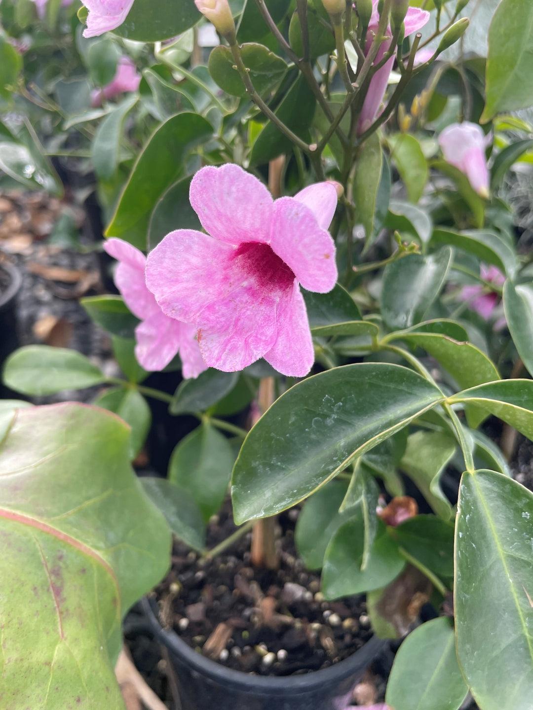 Pandorea jasminoides 140mm Pot for sale Adelaide Plant Co