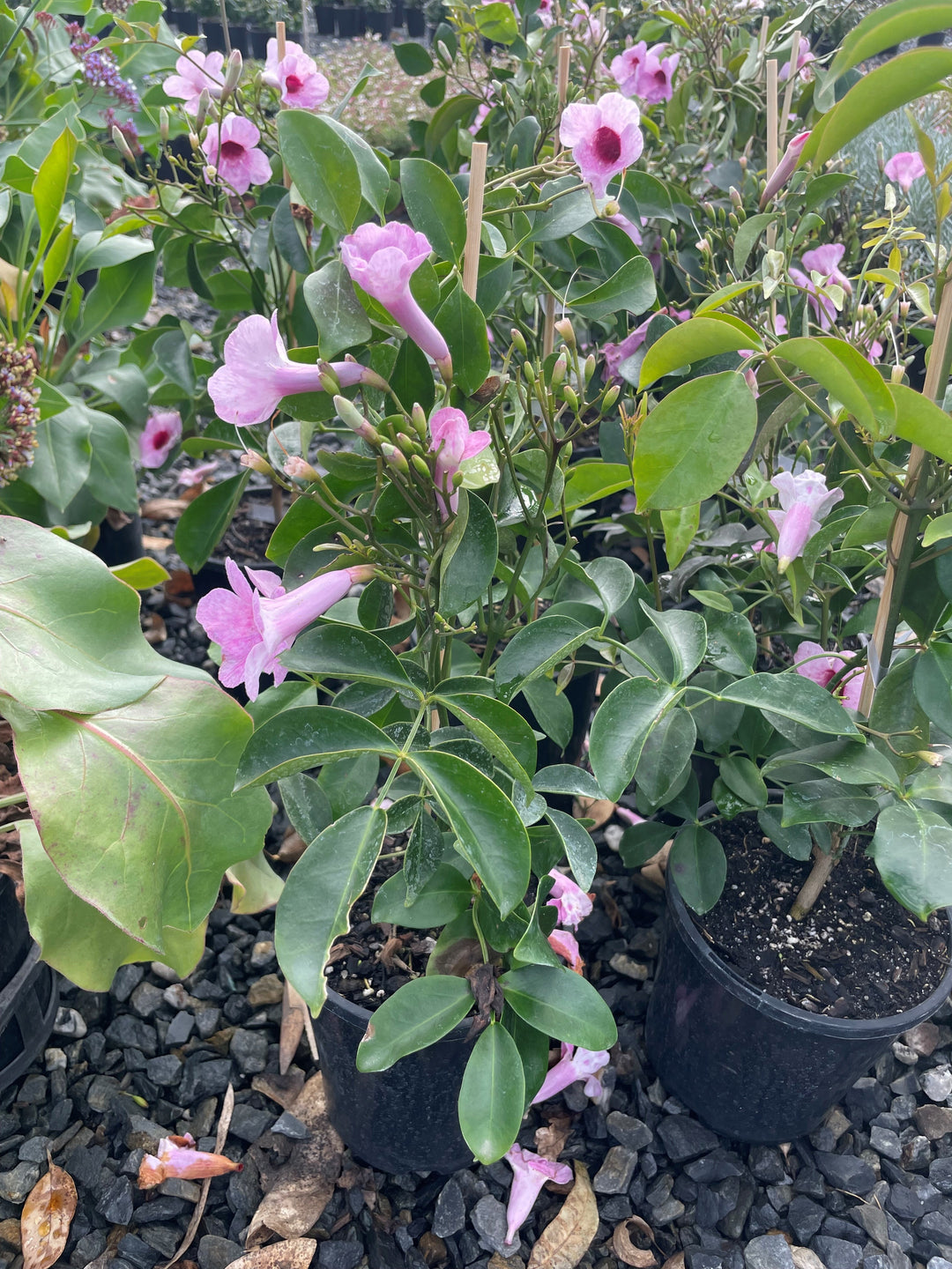 Pandorea jasminoides 140mm Pot for sale Adelaide Plant Co