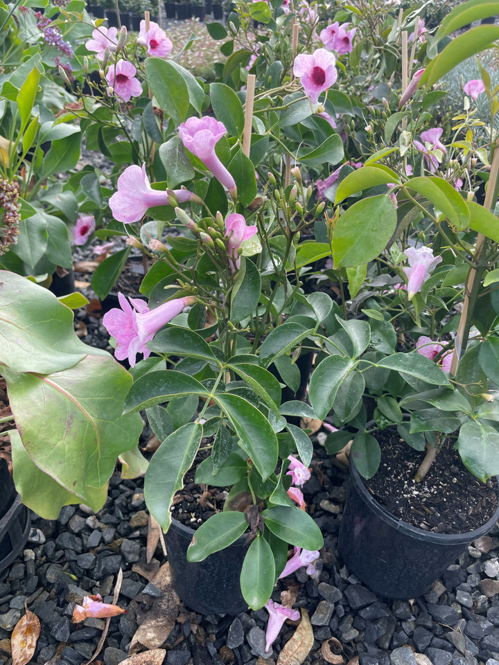 Pandorea jasminoides 140mm Pot for sale Adelaide Plant Co