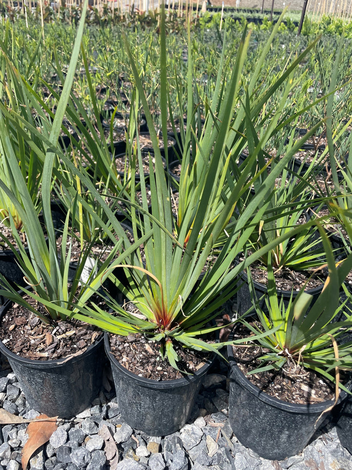 Patersonia Occidentalis for sale Adelaide Plant Co