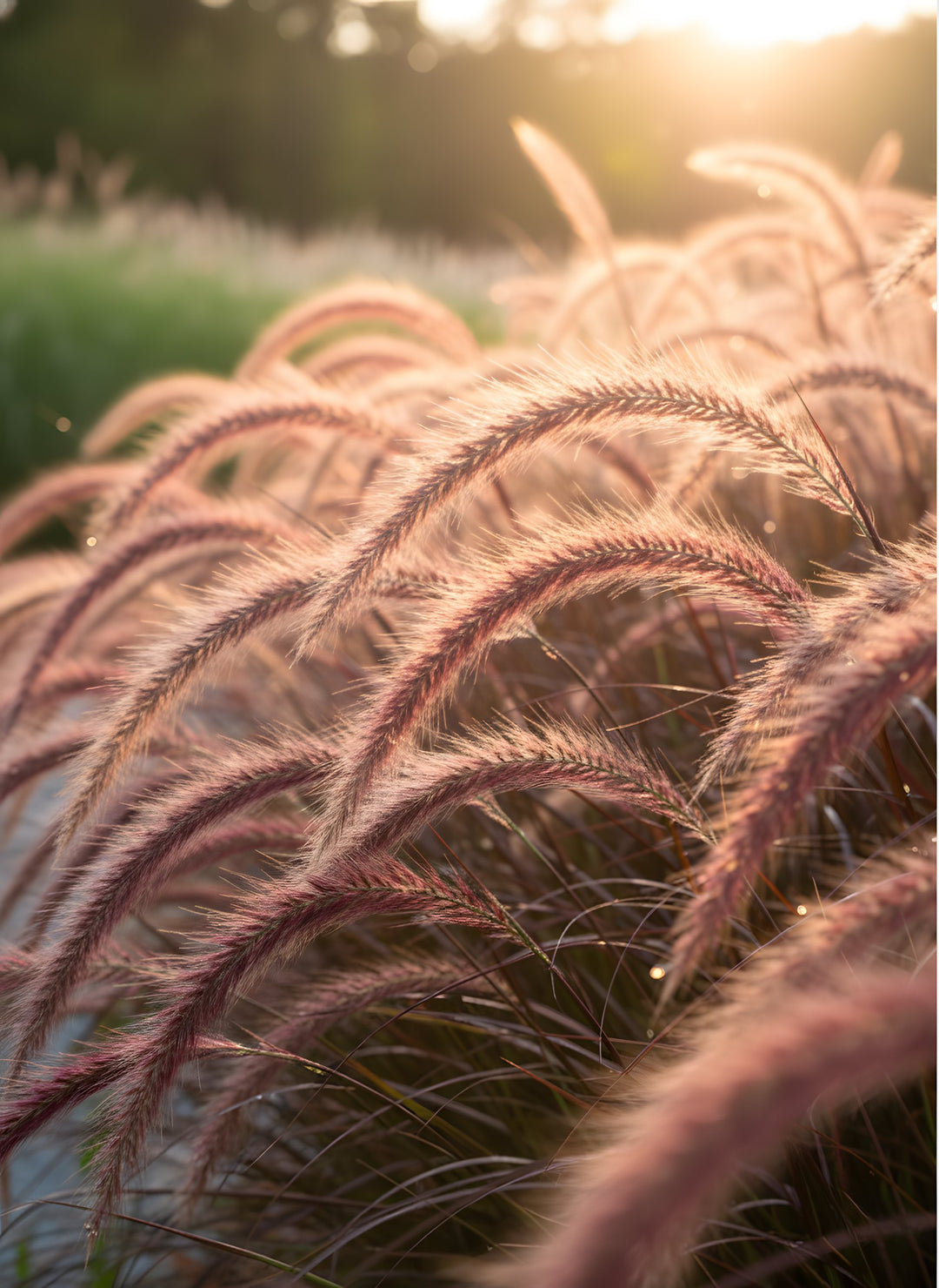 Pennisetum advena &