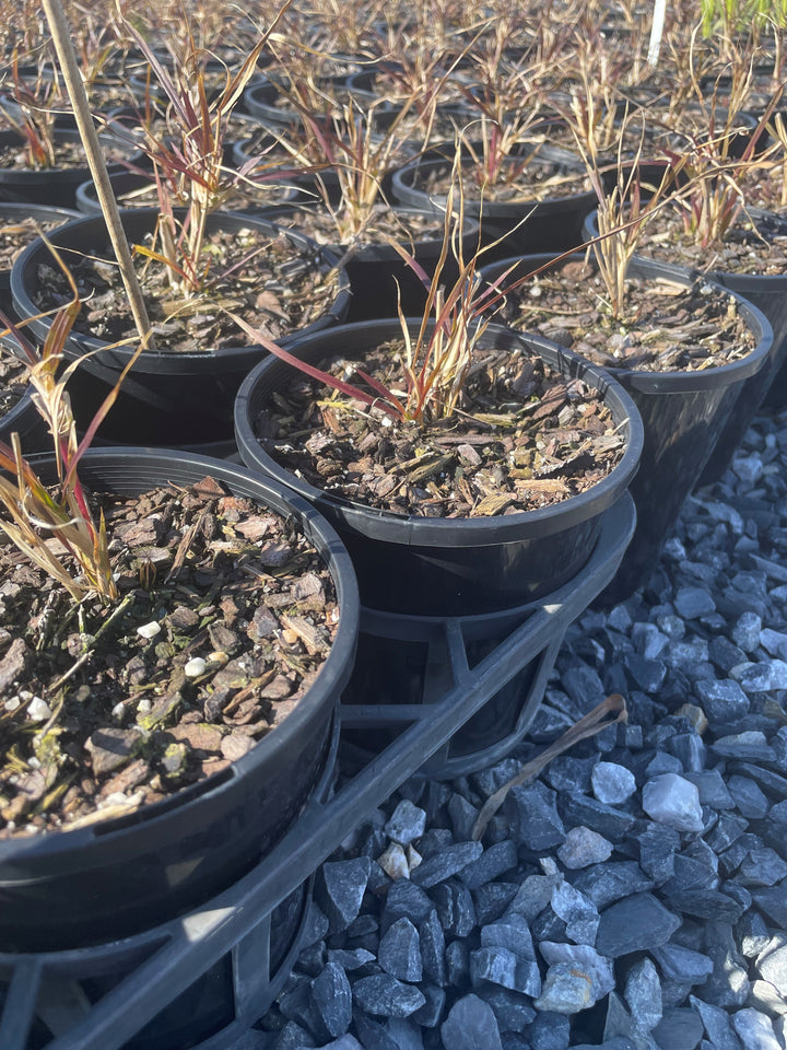 Pennisetum advena &