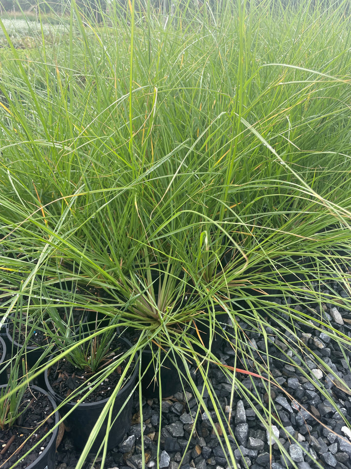 Pennisetum alopecuroides for sale Adelaide Plant Co