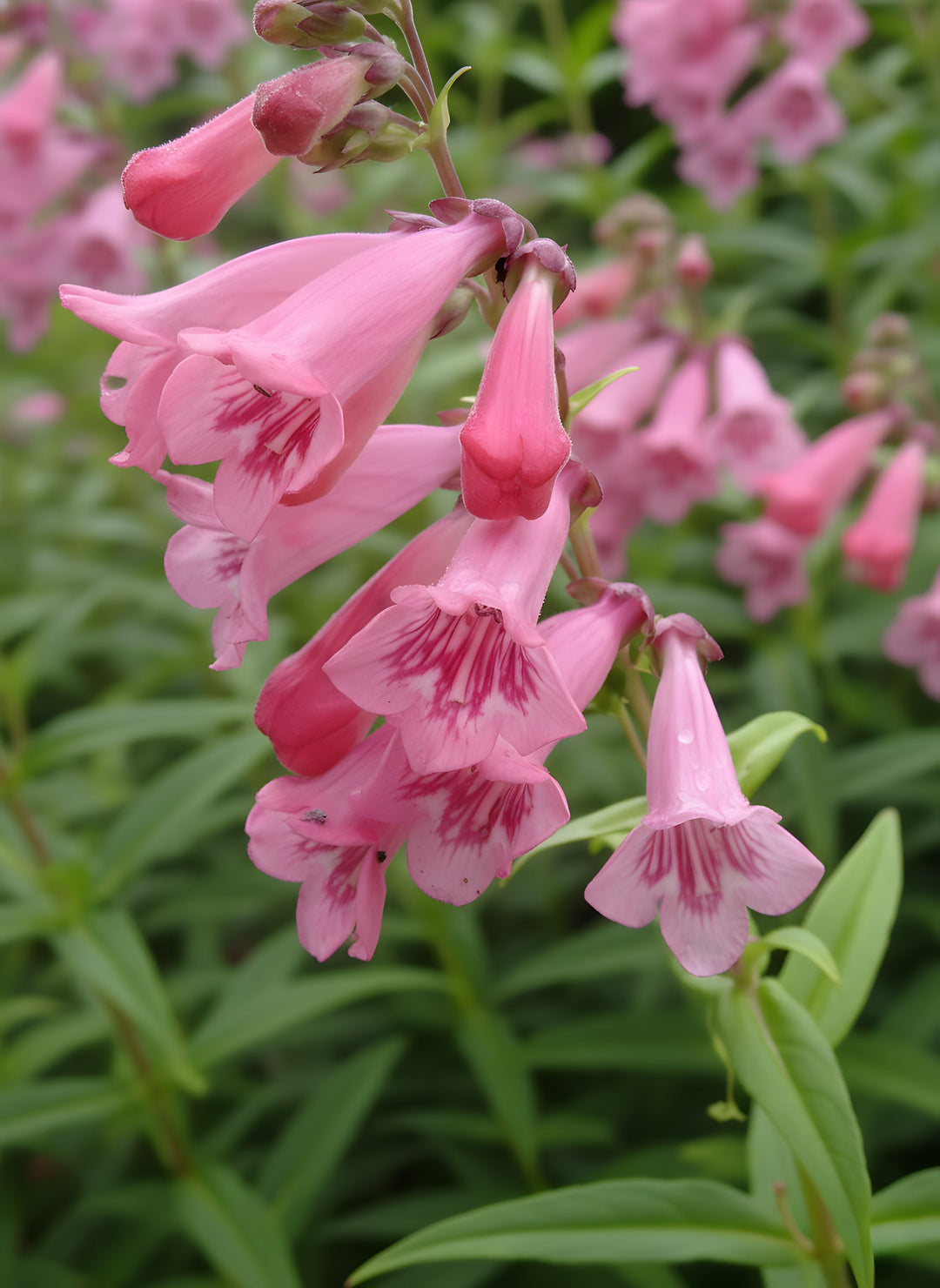 Penstemon 'Pink Cloud' 140mm Pot for sale Adelaide Plant Co