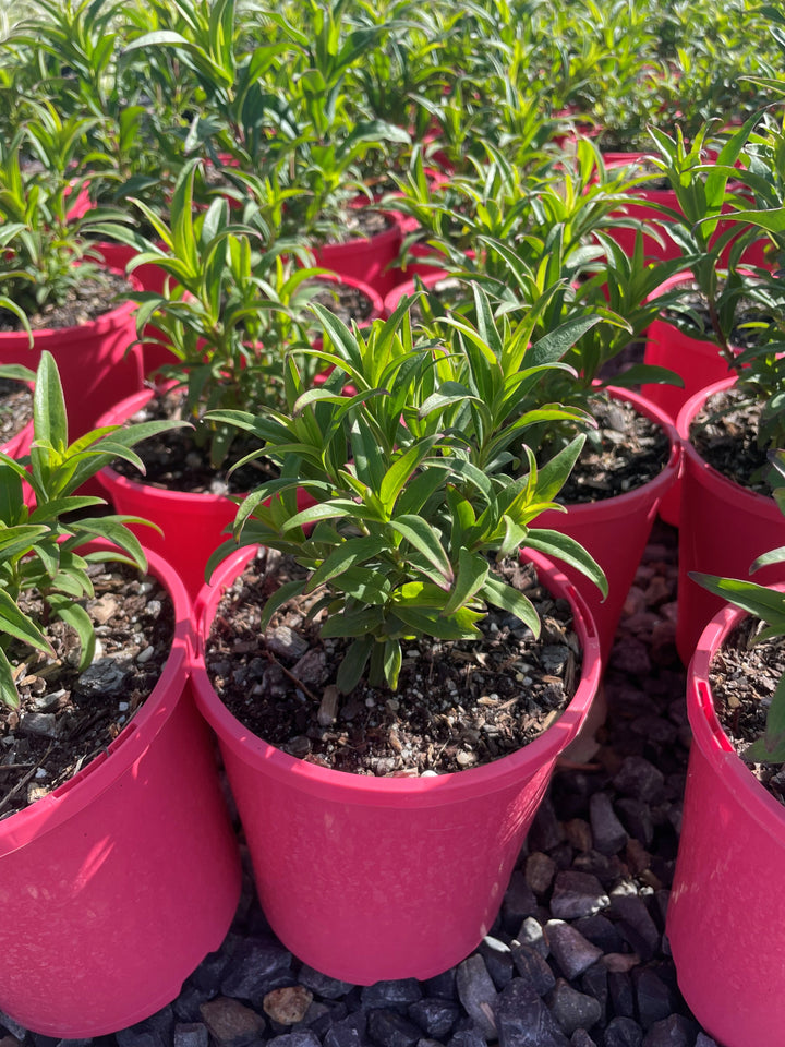 Penstemon &