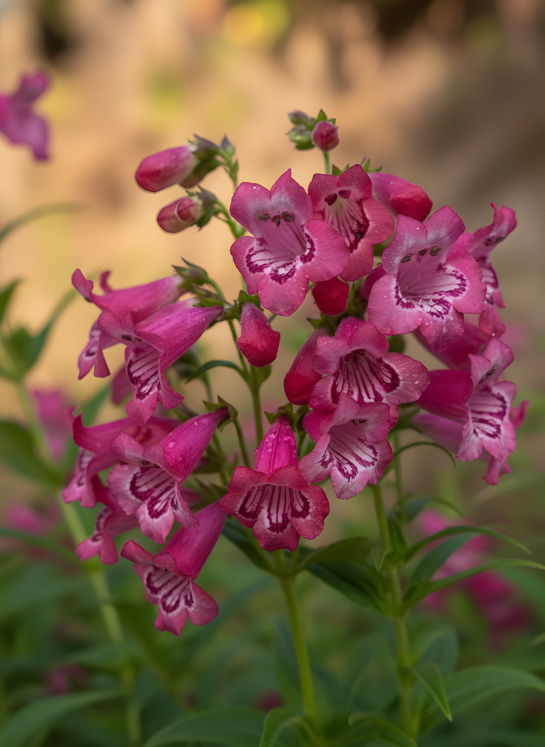 Penstemon scrophulariaceae 'Cha Cha Pink' 140mm Pot for sale Adelaide Plant Co