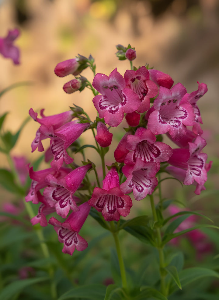 Penstemon scrophulariaceae &
