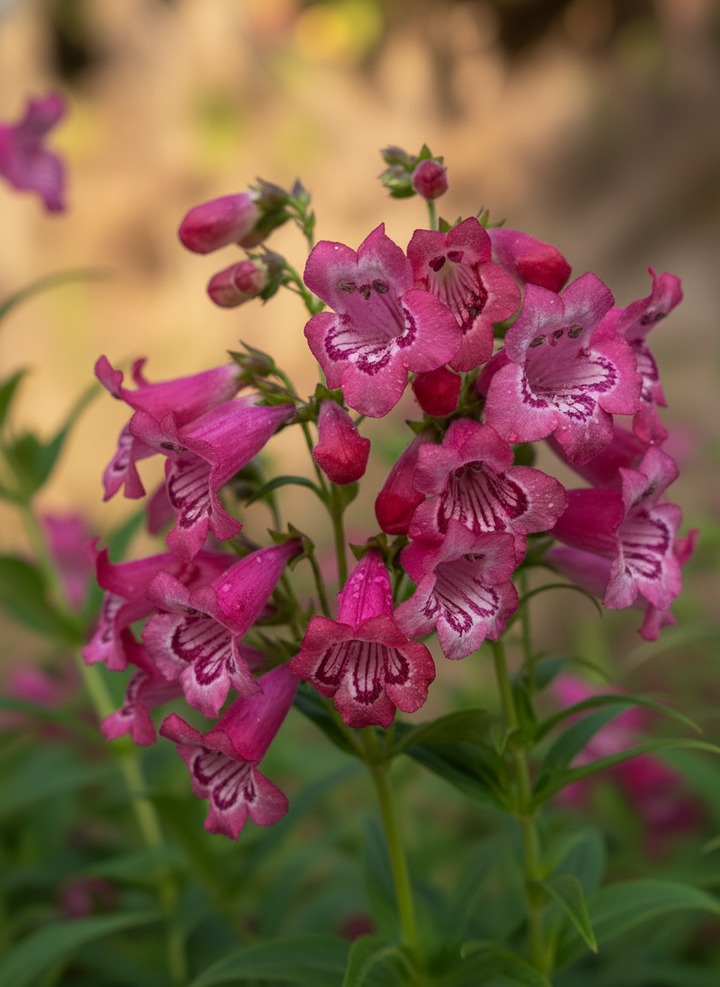 Penstemon scrophulariaceae &