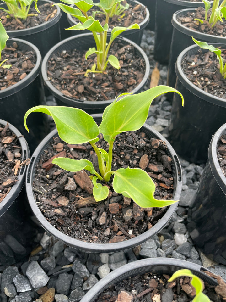 Philodendron Xanadu 140mm Pot for sale Adelaide Plant Co