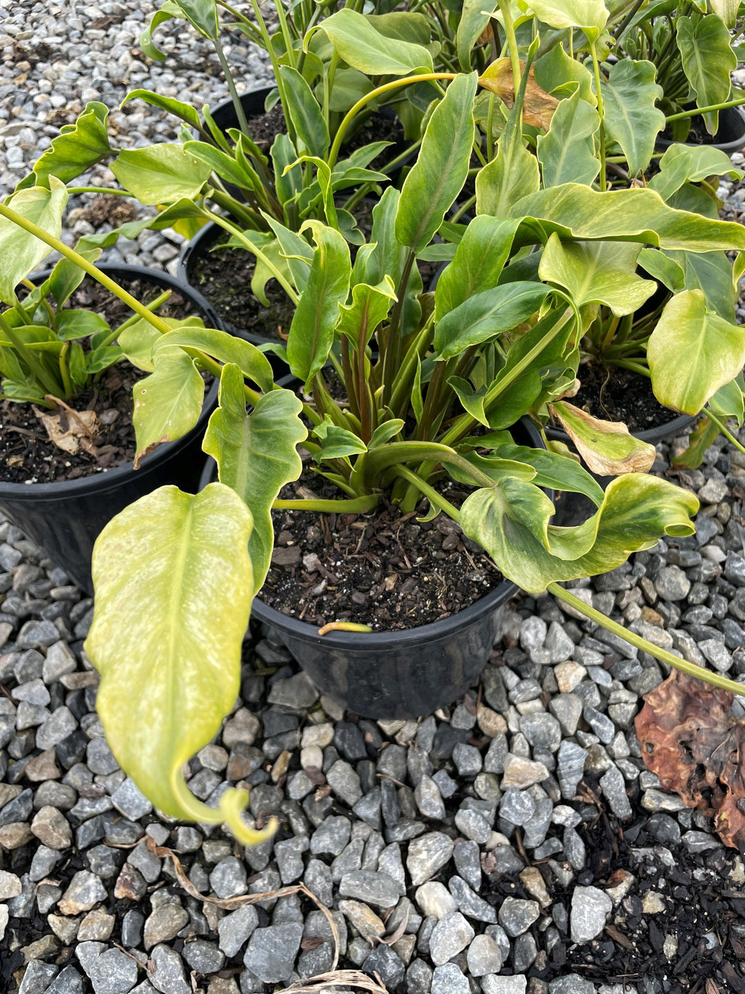 philodendron xanadu for sale Buy Philodendron xanadu Winterbourn