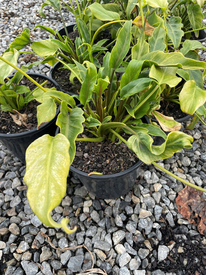 Philodendron Xanadu 200mm Pot for sale Adelaide Plant Co