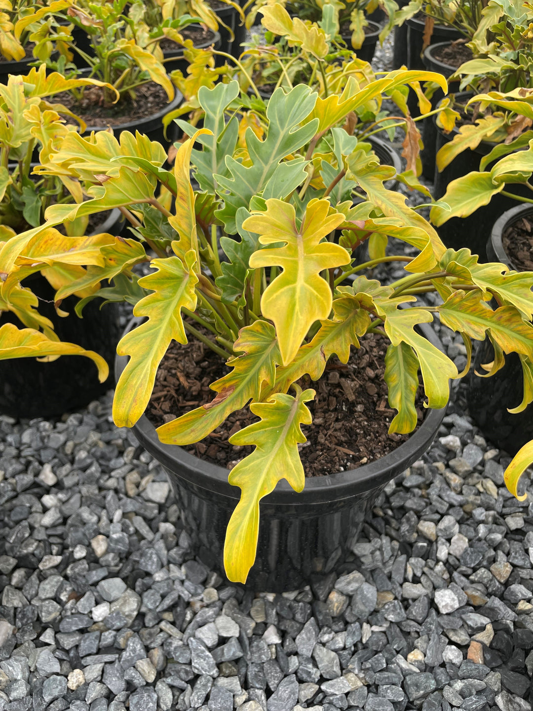 Philodendron Xanadu 250mm Pot for sale Adelaide Plant Co