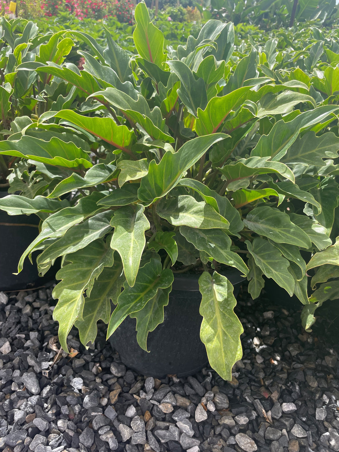 Philodendron Xanadu 300mm Pot for sale Adelaide Plant Co