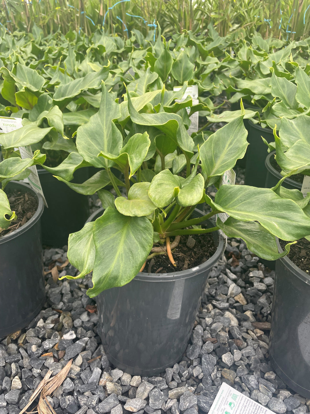 Philodendron Xanadu 5L Pot for sale Adelaide Plant Co