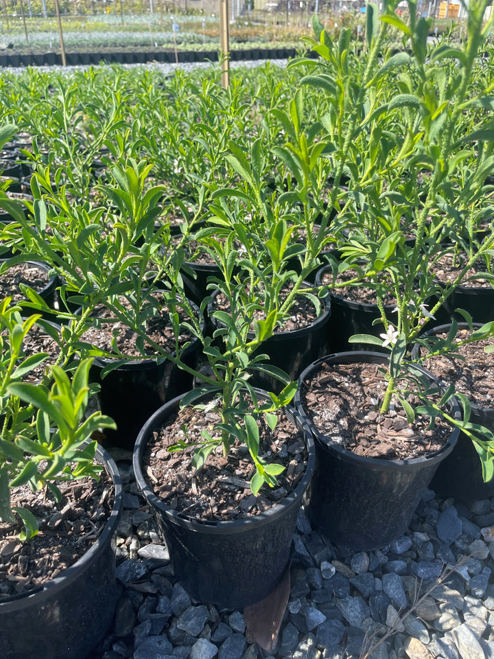 Philotheca Myoporoides 'Profusion'