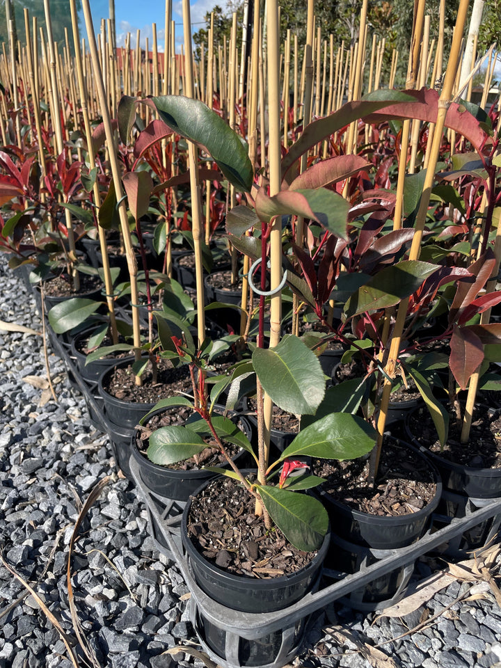 Photinia Fraseri Robusta