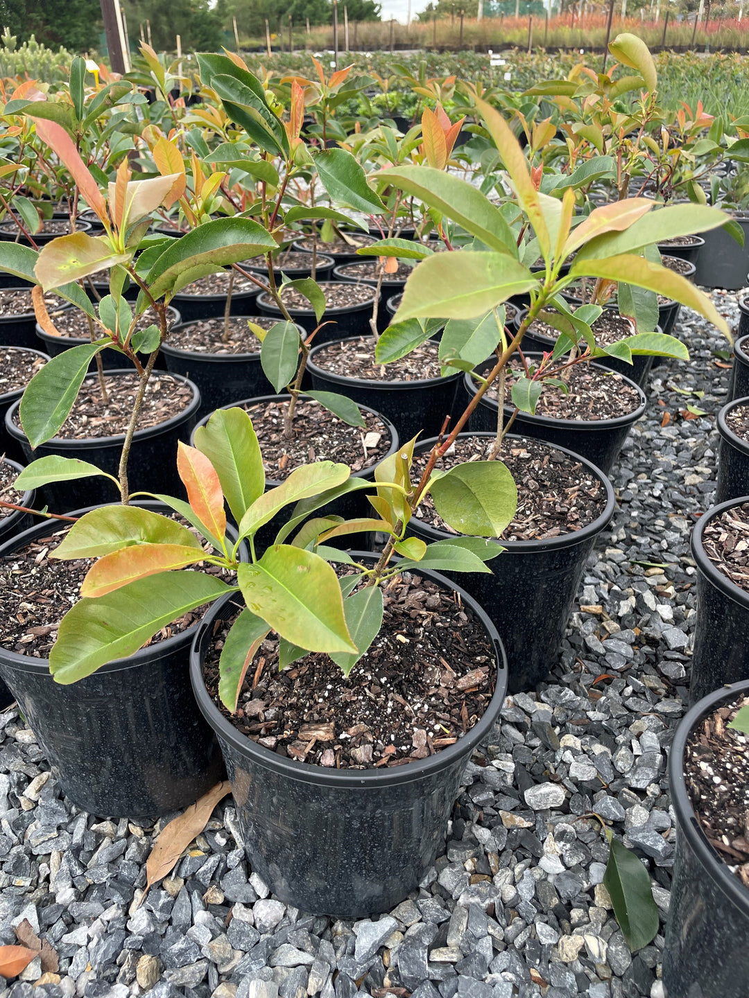 Photinia Fraseri Robusta