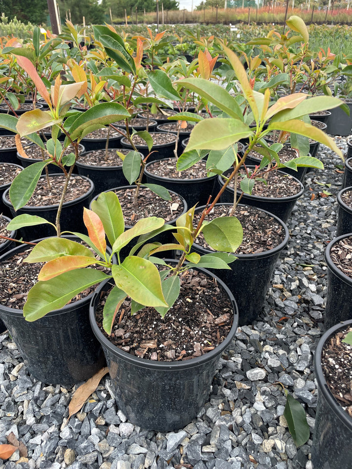 Photinia Fraseri Robusta