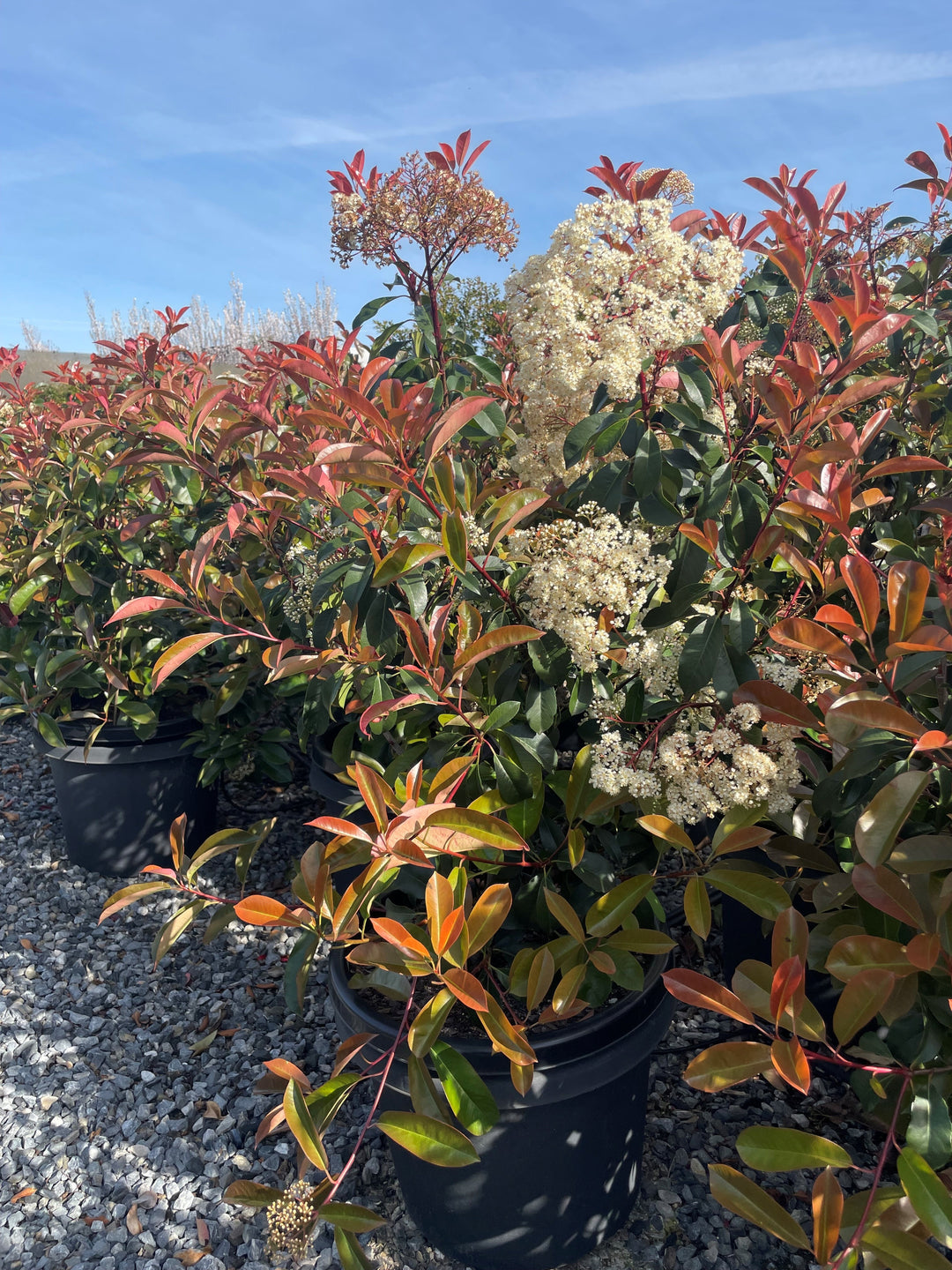 Photinia Fraseri Robusta