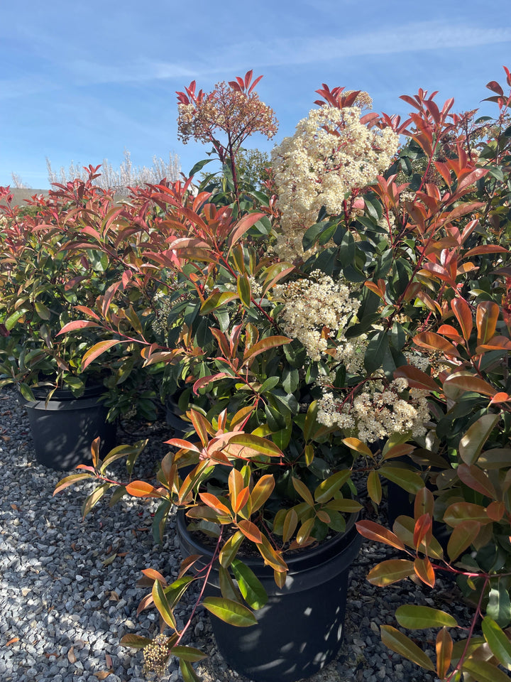 Photinia Fraseri Robusta