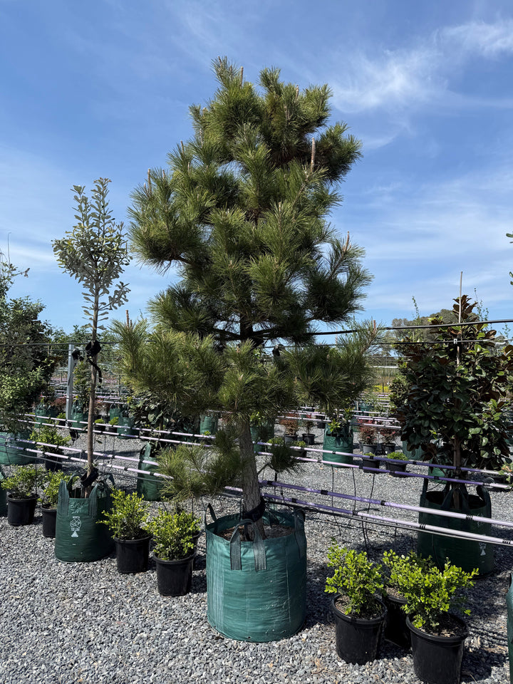 Pinus thunbergii 200L Grow Bag for sale Adelaide Plant Co