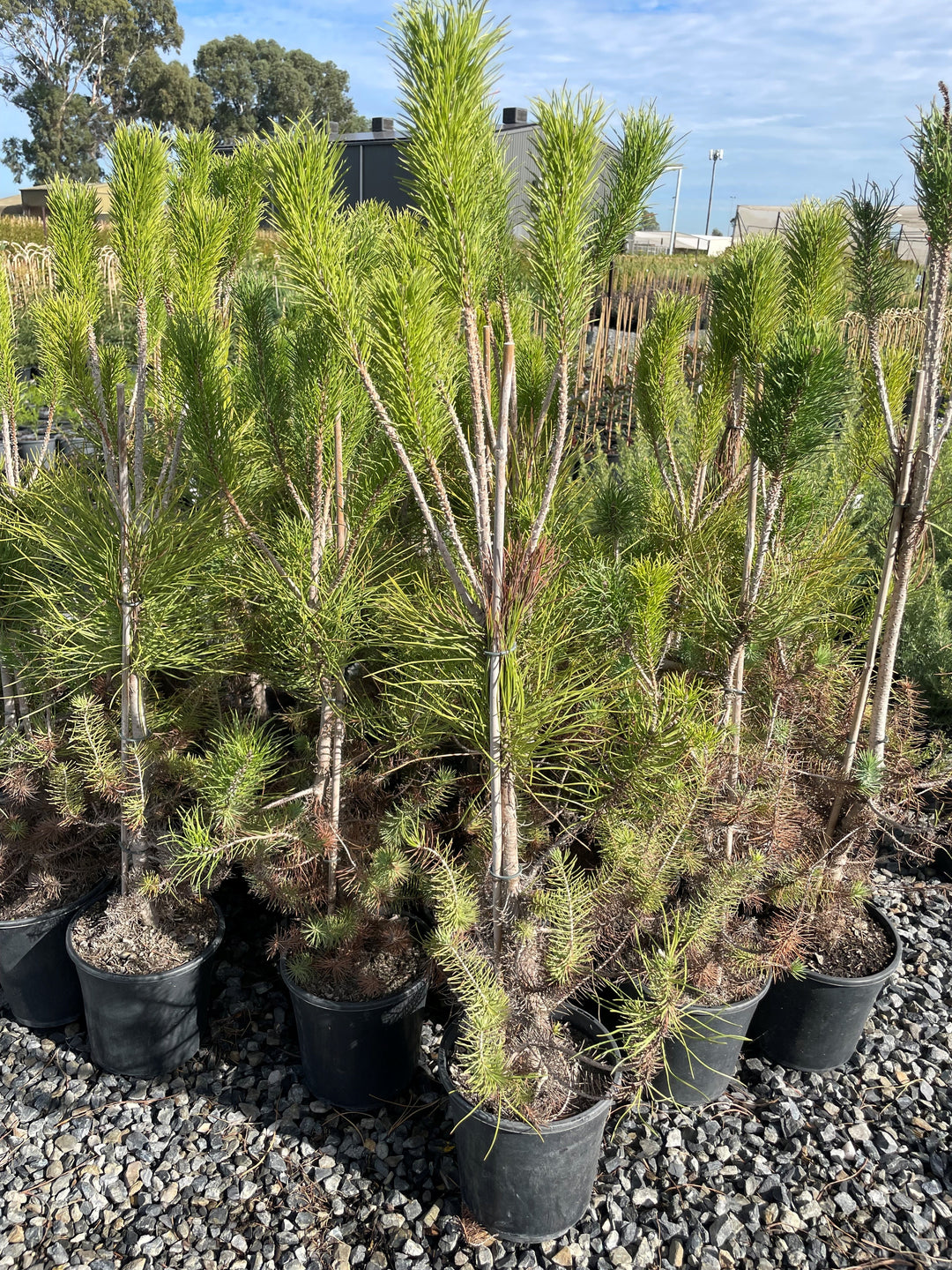 Pinus thunbergii 200mm Pot for sale Adelaide Plant Co