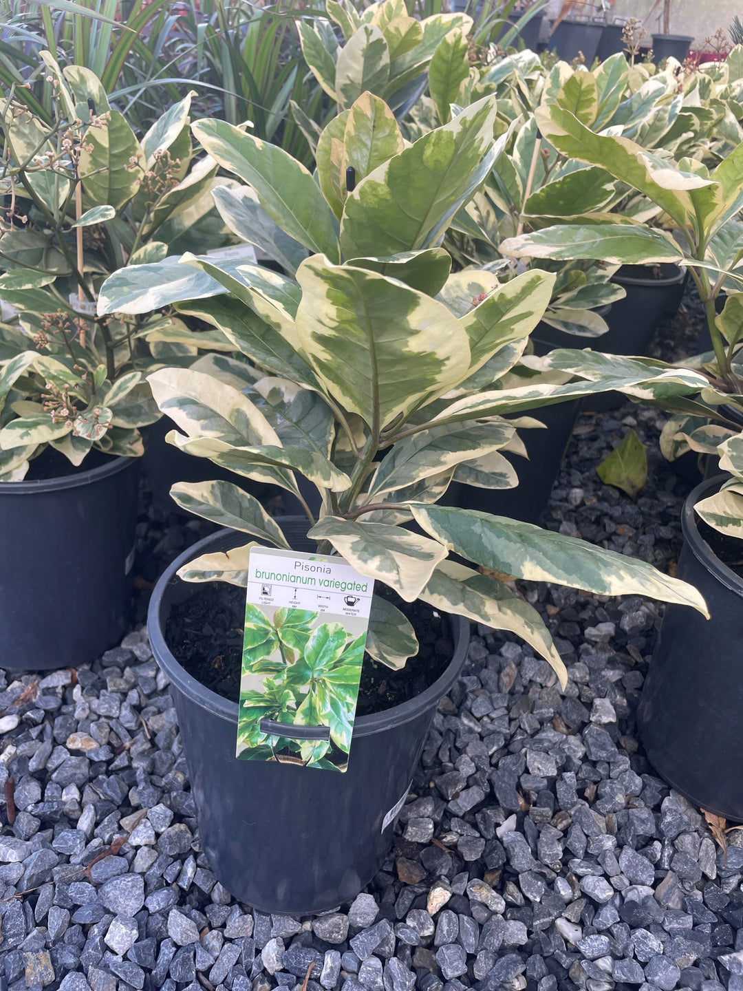 Pisonia brunonianum variegated 5L Pot for sale Adelaide Plant Co