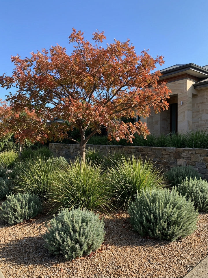 Pistacia Chinensis 400mm Pot for sale Adelaide Plant Co