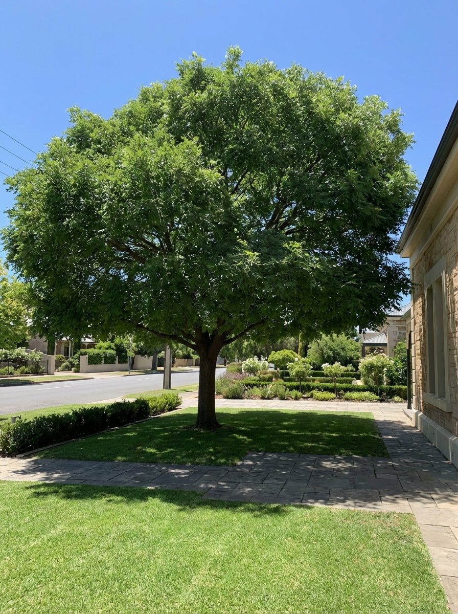 Pistacia Chinensis 500mm Pot for sale Adelaide Plant Co