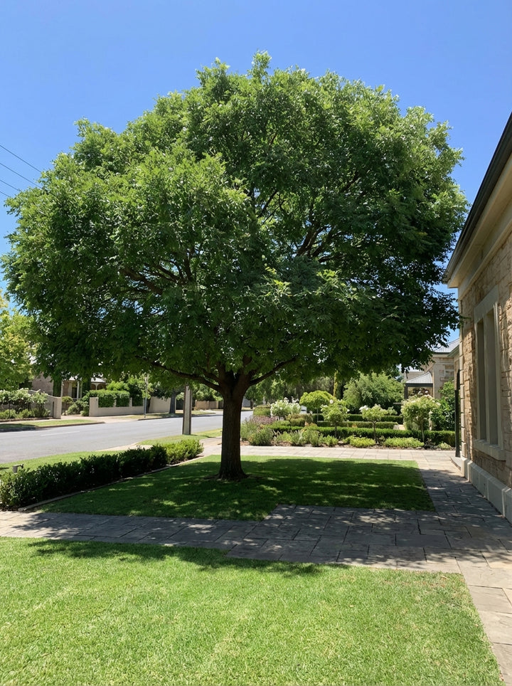 Pistacia Chinensis 500mm Pot for sale Adelaide Plant Co