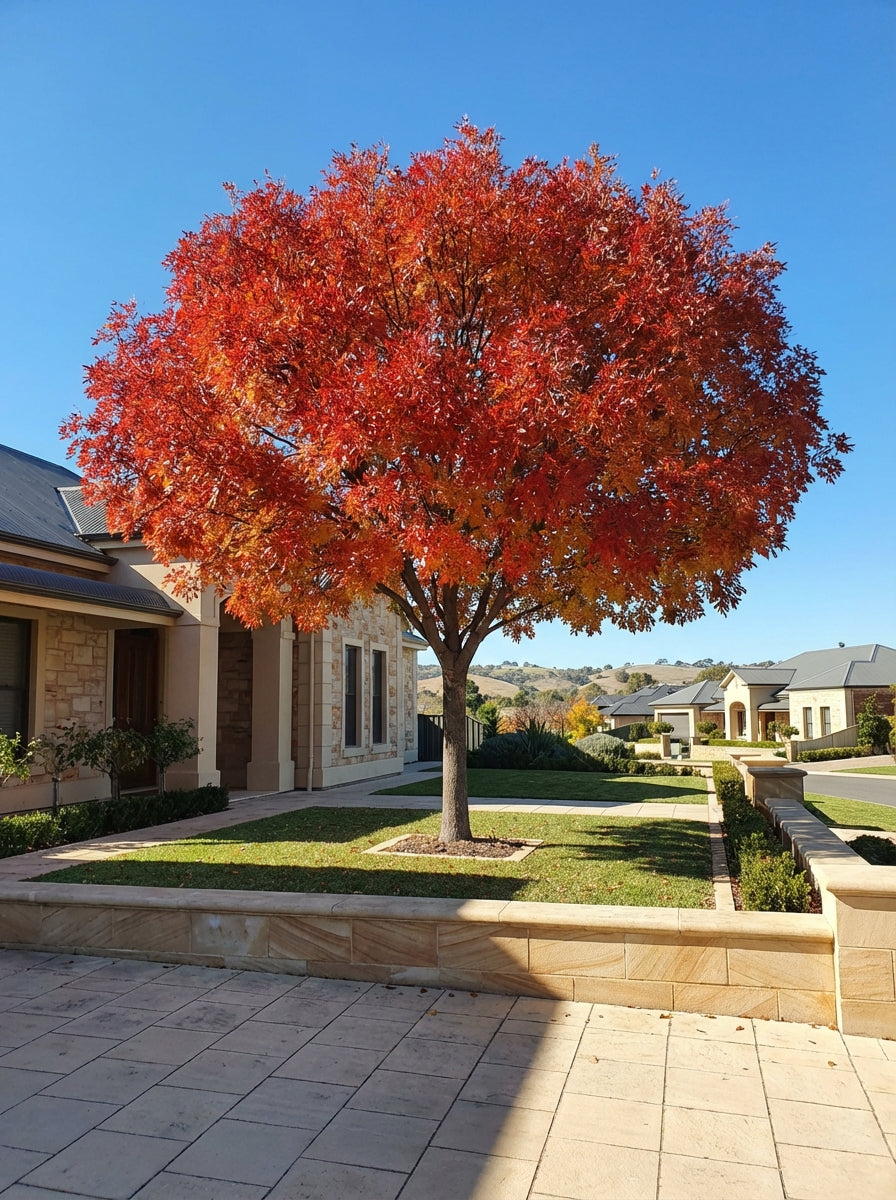 Pistacia Chinensis 300mm Pot for sale Adelaide Plant Co