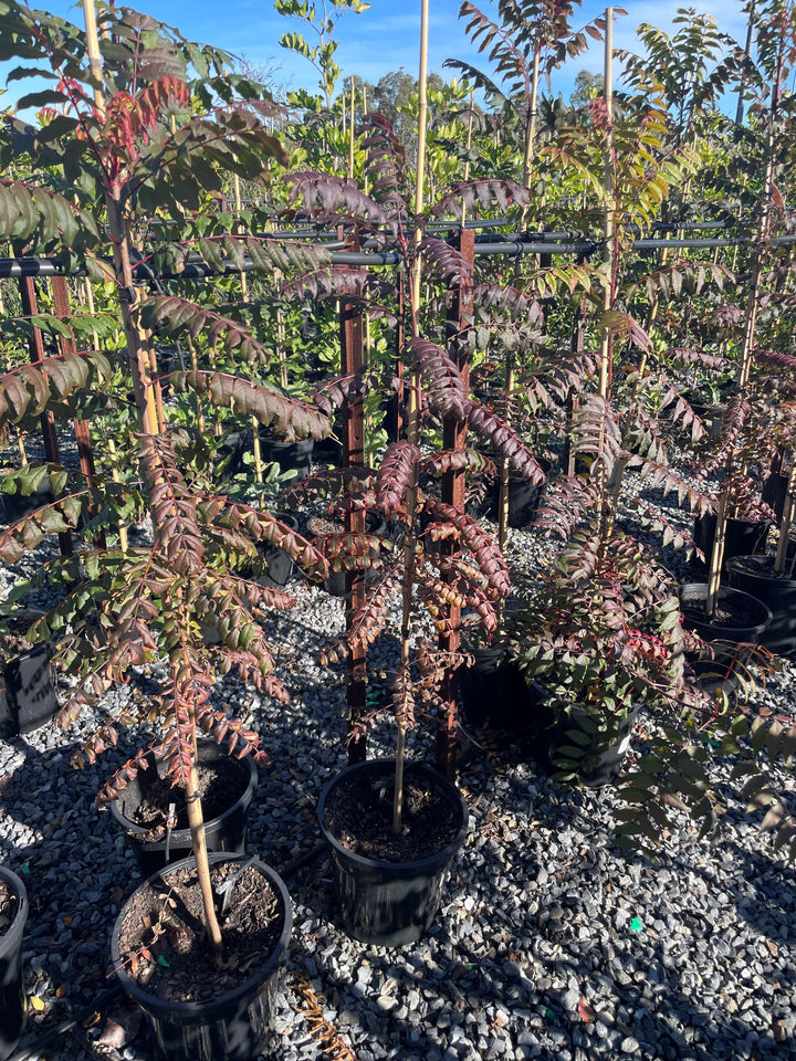 Pistacia Chinensis 250mm Pot for sale Adelaide Plant Co