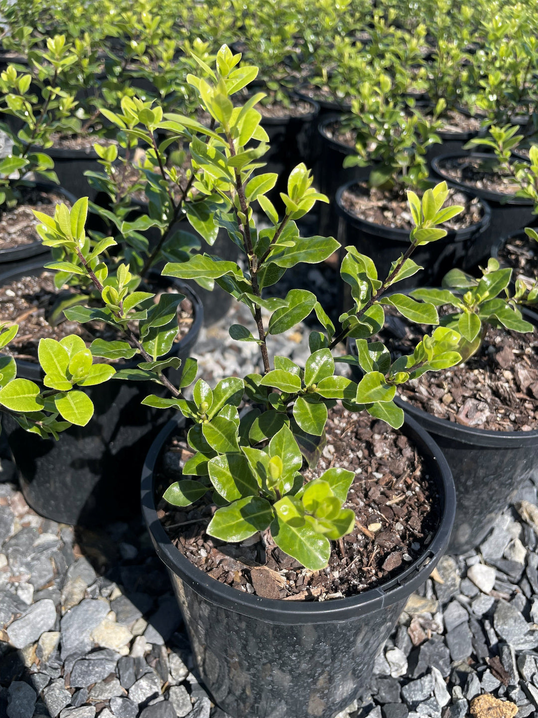 Pittosporum Tenuifolium 'Golfball'