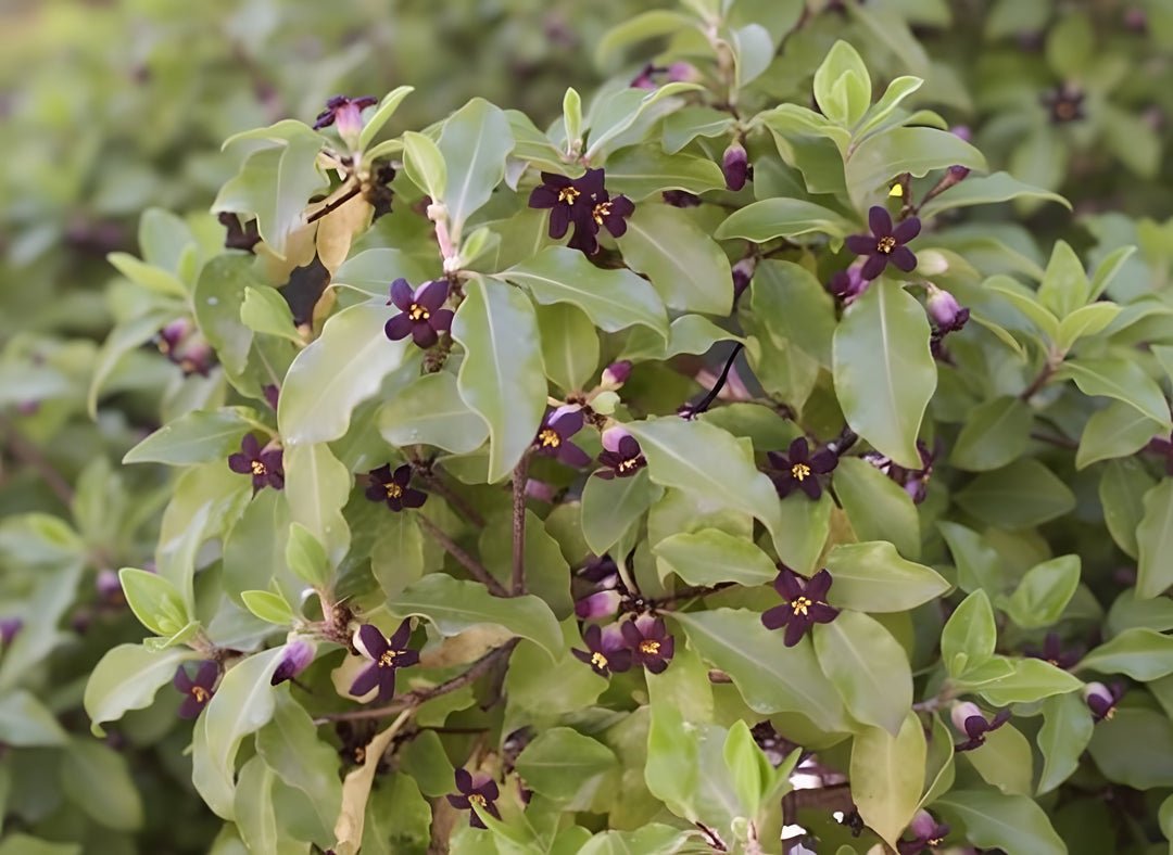 Pittosporum Tenuifolium 'Golfball' 140mm Pot for sale Adelaide Plant Co